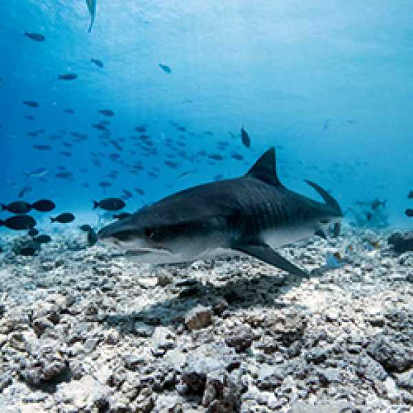 Захватывающий дайвинг с акулами на Мальдивах