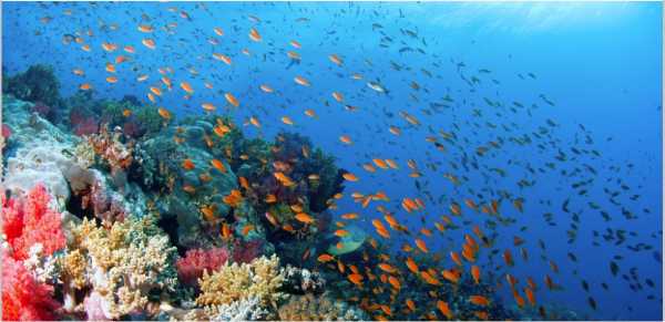 Лучшие рэки и рифы  Красного моря