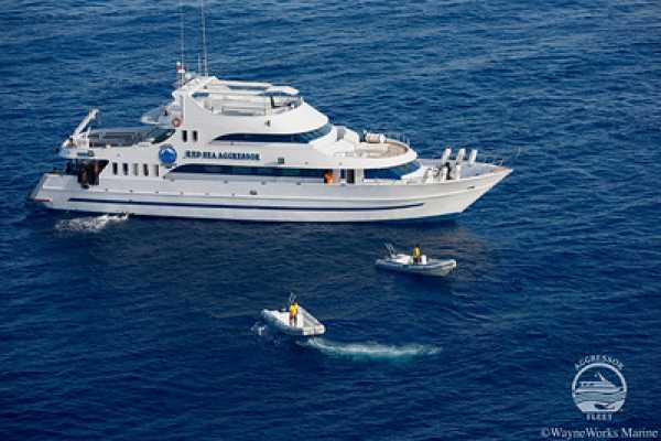 Сафари на яхте Red Sea Aggressor III Акулы Дедалуса  + рифы Сент Джонс 