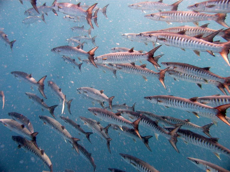 Similan & Surin: Магия тайских островов за 6 дней