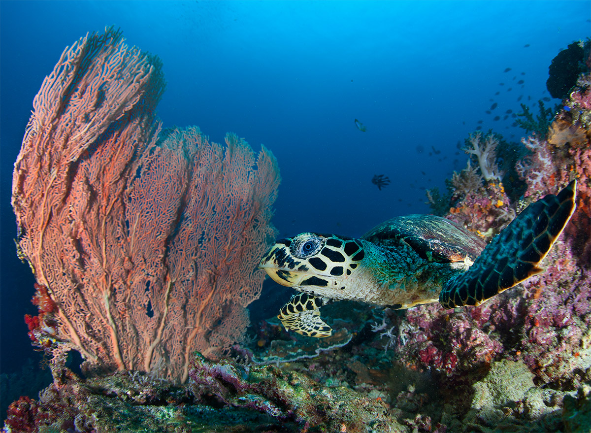 Экспедиция в сердце Индонезии: Раджа Ампат - Тритон Бэй