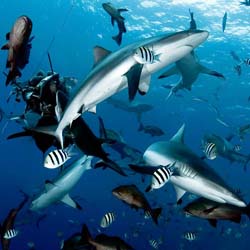 Большой круиз по островам Висайяс 10 ночей