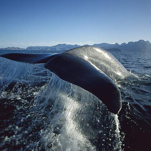 Сан Игнасио. Встреча с могущественными серыми китами