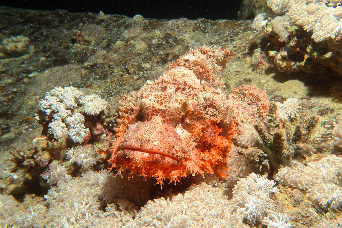 Затонувшие корабли и рифы в северной части Красного моря