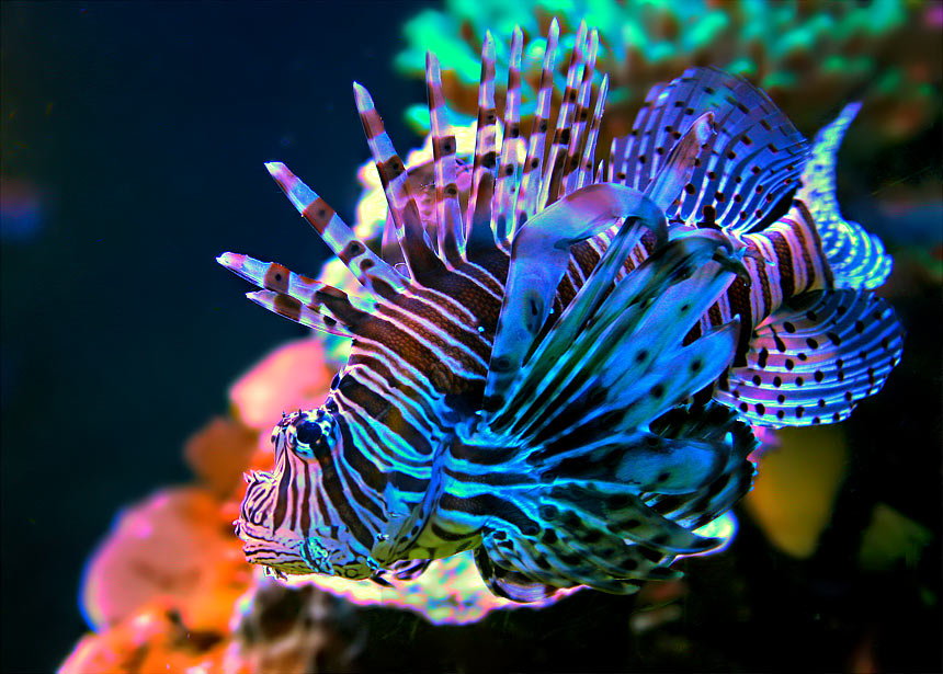 Экспедиция в сердце Индонезии: От залива Тритон до островов пряностей Амбон