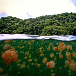 Остров Калимантан - сказочный мир Деравана. Дейли-дайвинг.