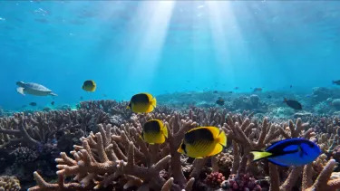 Затонувшие корабли и рифы в северной части Красного моря