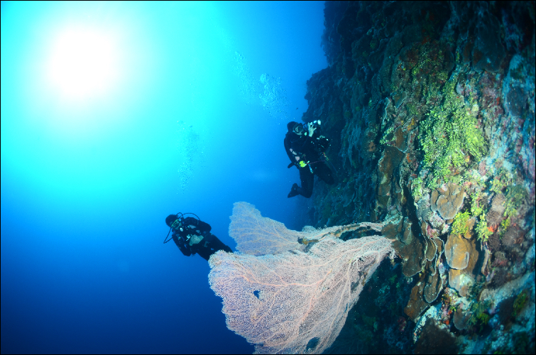 Кейптаун, дейли-дайвинг Содвана Бэй и Понта ду Оро + парки c животными