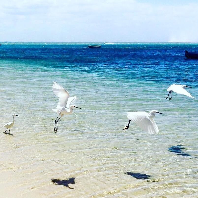 Кейптаун, дейли-дайвинг Содвана Бэй и Понта ду Оро + парки c животными