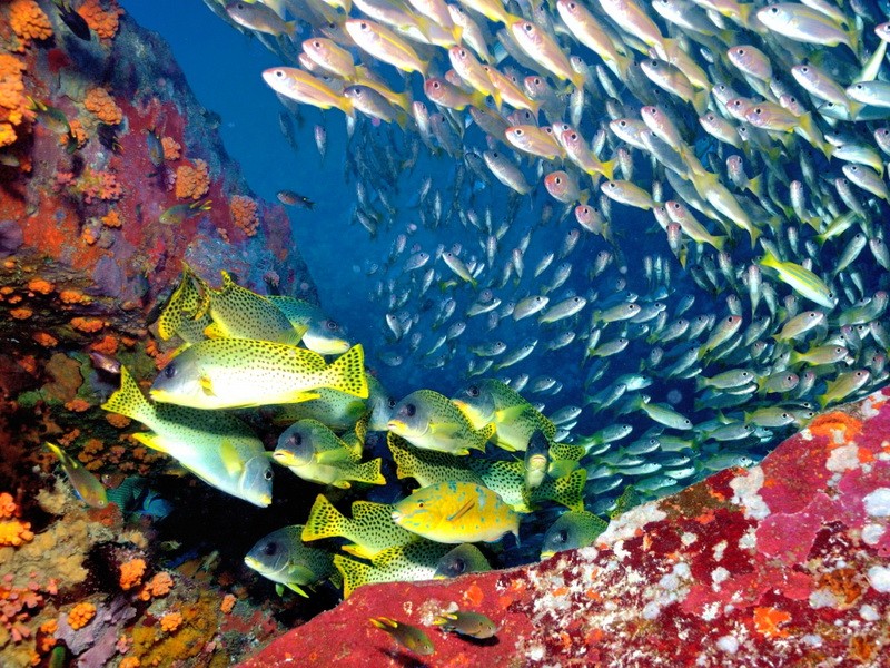 Путешествие на восток Мадагаскара - отдых и дайвинг на Носи-Бе