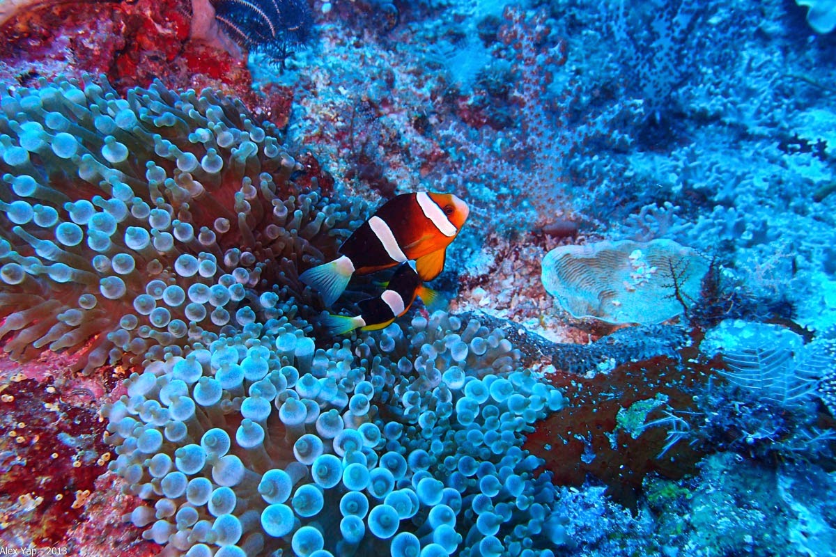 Triton Bay - Raja Ampat: Архипелаг нетронутых рифов