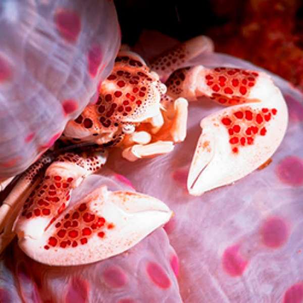 Остров Калимантан - сказочный мир Деравана. Дейли-дайвинг.