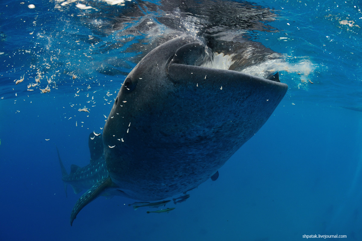 Прекрасный Туббатаха погружения в заповедных местах