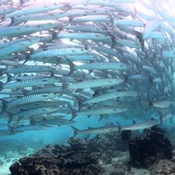 Остров Калимантан - сказочный мир Деравана. Дейли-дайвинг