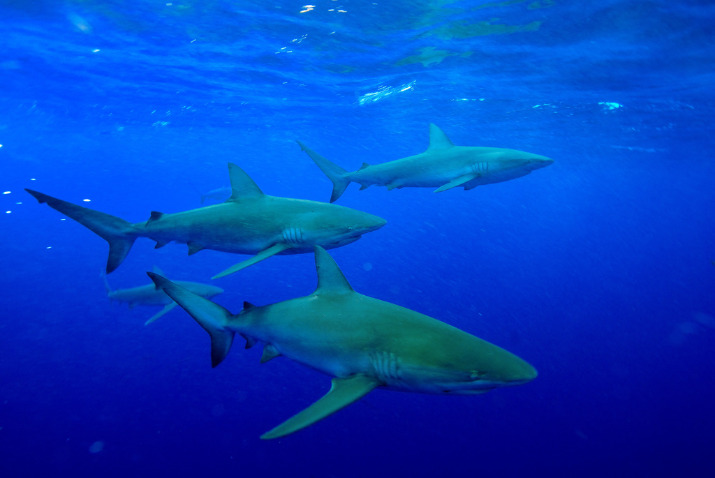 Галапагосы и острова Darwin и Wolf на борту Galapagos Aggressor III