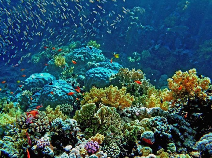 Дайвинг-приключение на севере Красного моря и вокруг островов Бразерс