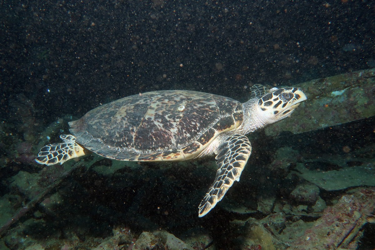 Затонувшие корабли и рифы в северной части Красного моря