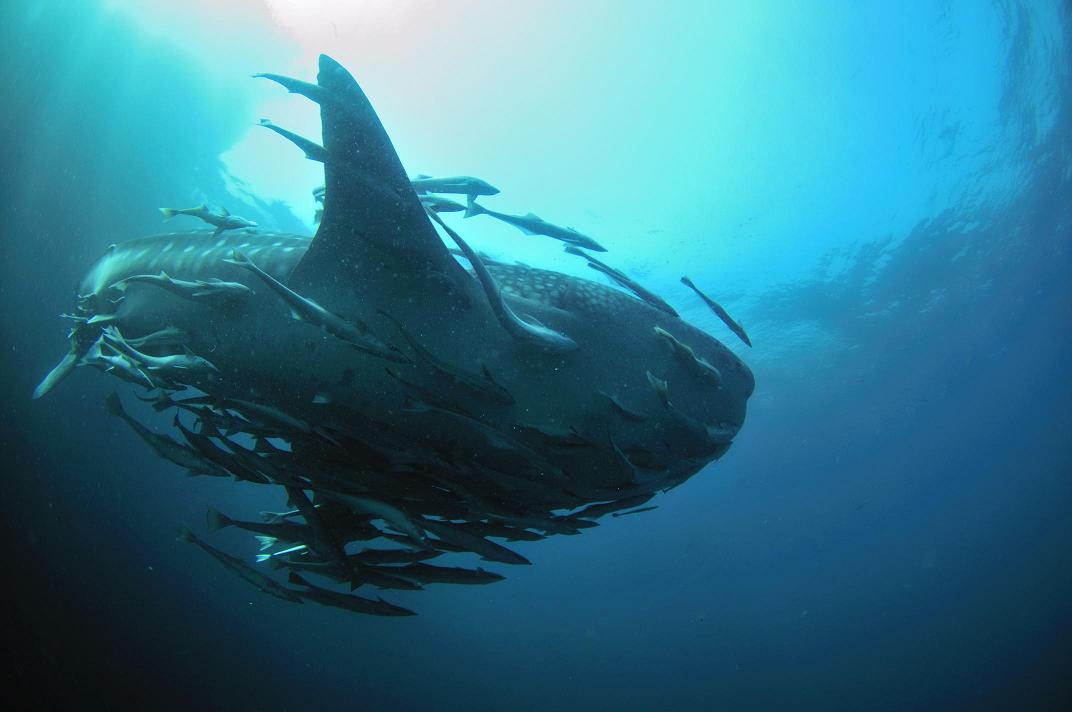 Природные сокровища полуострова Мусандам