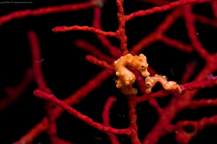 Новогоднее дайвинг сафари Раджа Ампат - 10 ночей на яхте класса ЛЮКС Scubaspa ZEN