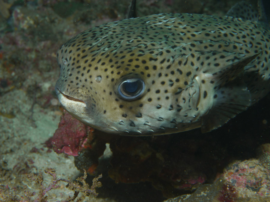 Природные сокровища полуострова Мусандам