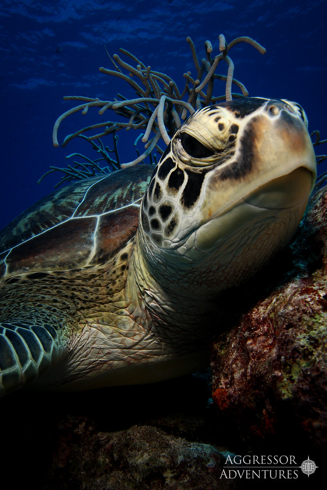 Удивительный мир Палау на борту Palau Aggressor II