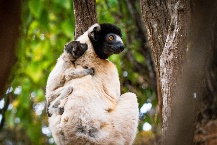 Путешествие на восток Мадагаскара - отдых и дайвинг на Носи-Бе