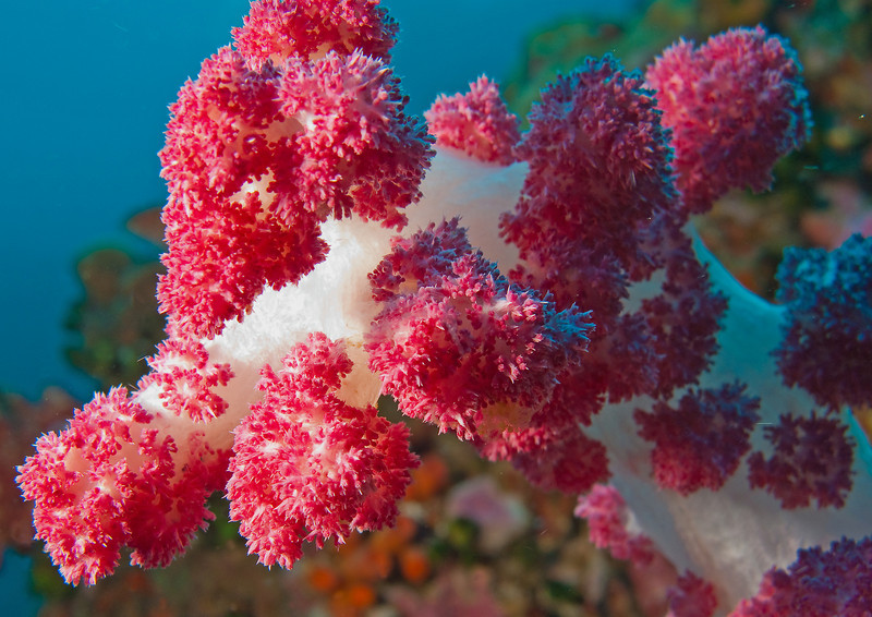 Similan & Surin: Магия тайских островов за 6 дней