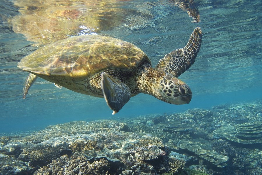 Заповедные острова. От Марчены до Санта Круз