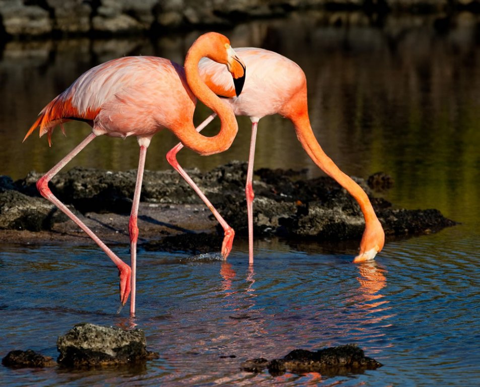 Галапагосы и острова Darwin и Wolf на борту Galapagos Aggressor III