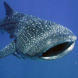 Остров Калимантан - сказочный мир Деравана. Дейли-дайвинг