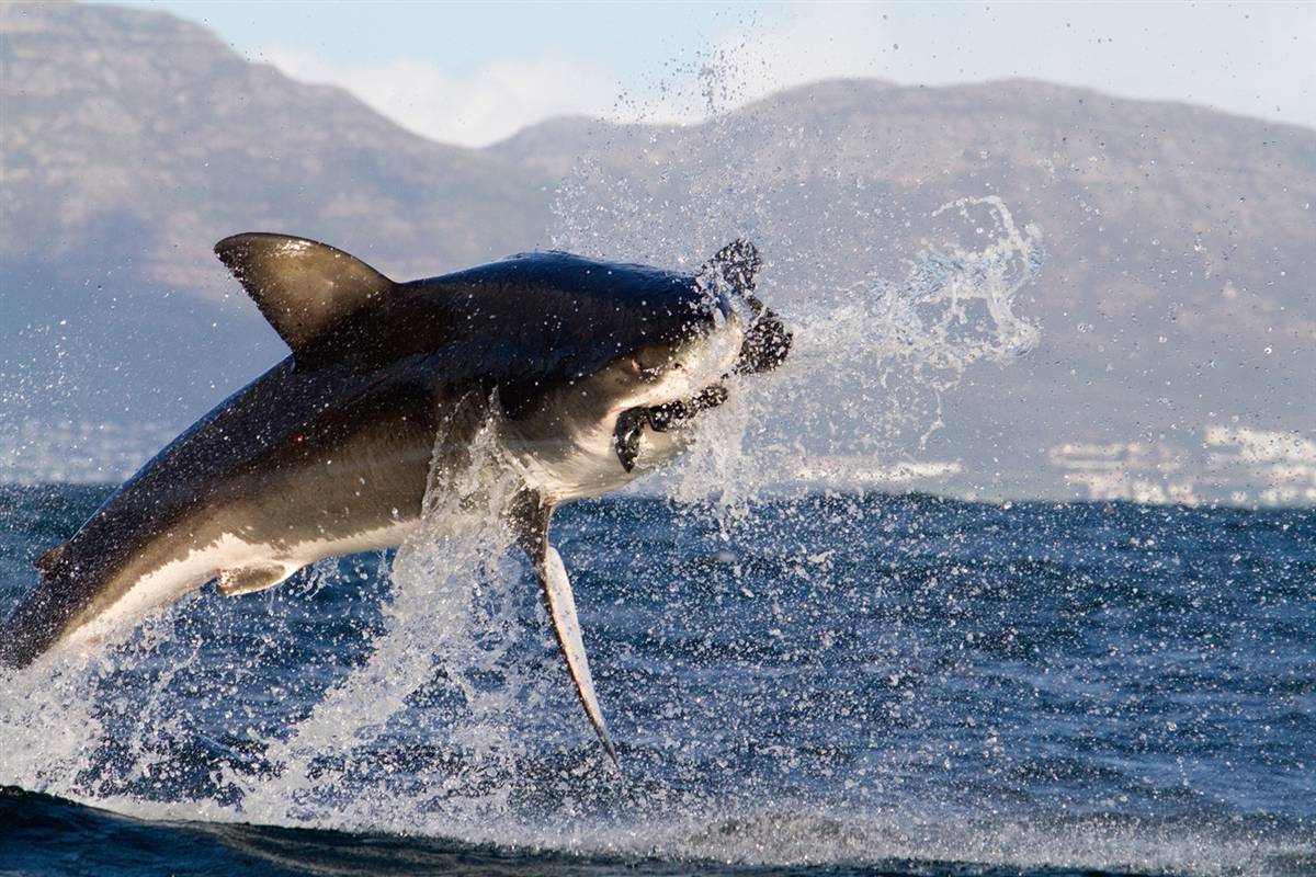Новогодние приключения в Кейптауне, акулий дайвинг в Умкомаас, Большая пятерка в Парке Намбити