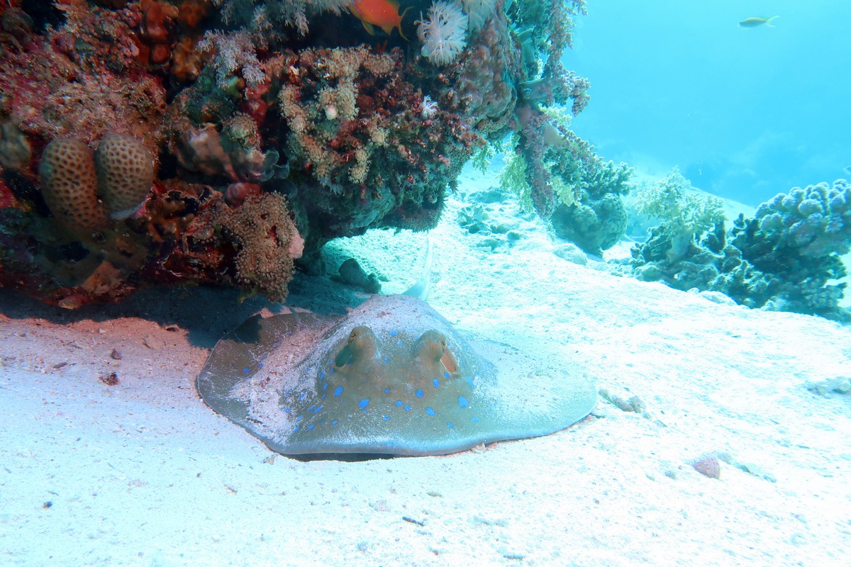 Затонувшие корабли и рифы в северной части Красного моря