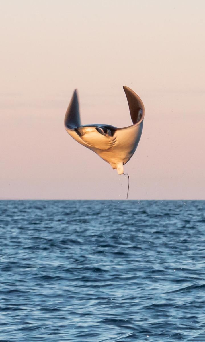 Дайвинг-сафари море Кортес. Косатки и летающие манты