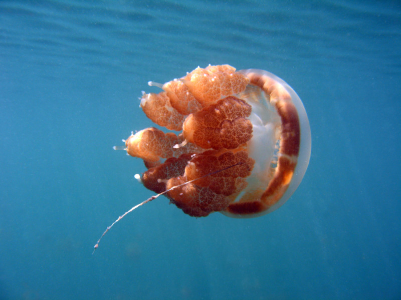 Новогоднее дайвинг сафари Раджа Ампат - 10 ночей на яхте класса ЛЮКС Scubaspa ZEN