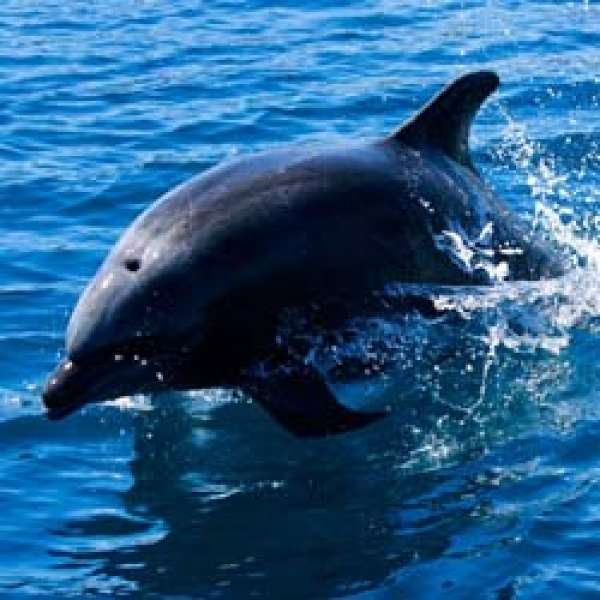 Сокорро - Мексиканские Галапагосы