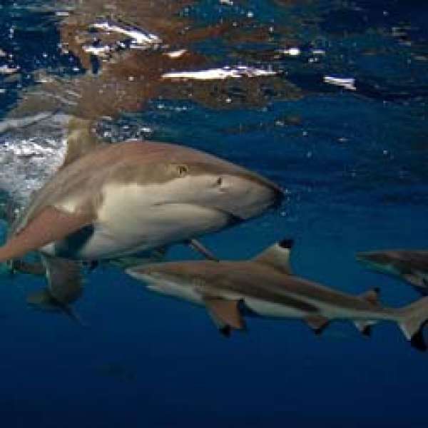 Удивительный мир Палау на борту Palau Aggressor II