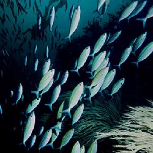 Дайвинг сафари на яхте Oman Explorer, заповедник Дайманият