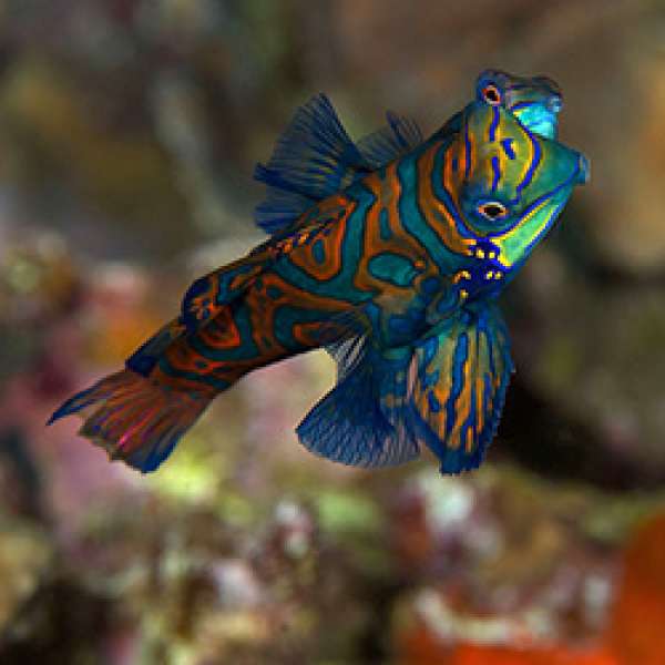 Дейли-дайвинг в роскошном СПА-отеле - 7 ночей удовольствия!