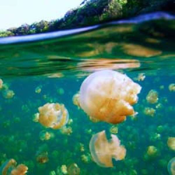 Дайвинг-сафари Удивительный Палау