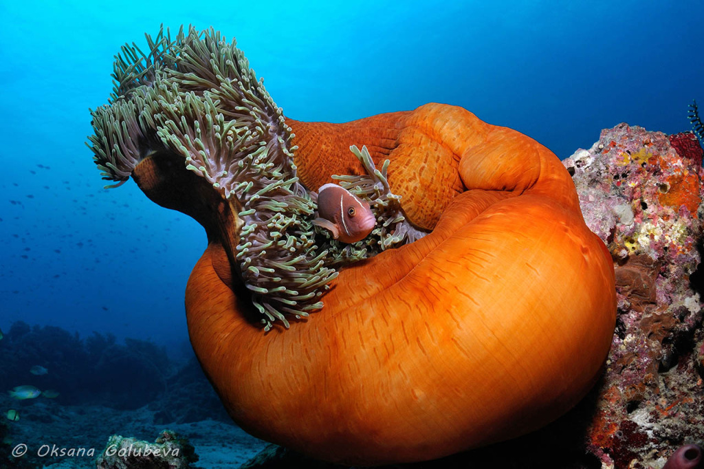 2104861121home for nemo.jpg