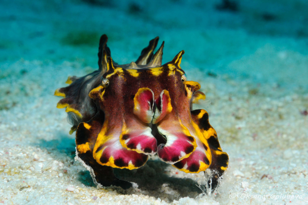 1206250875flamboyant cuttlefish.jpg