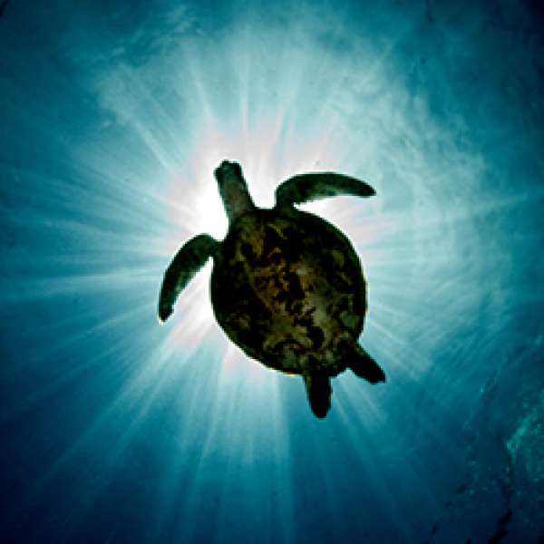 Большой круиз по островам Висайяс 10 ночей