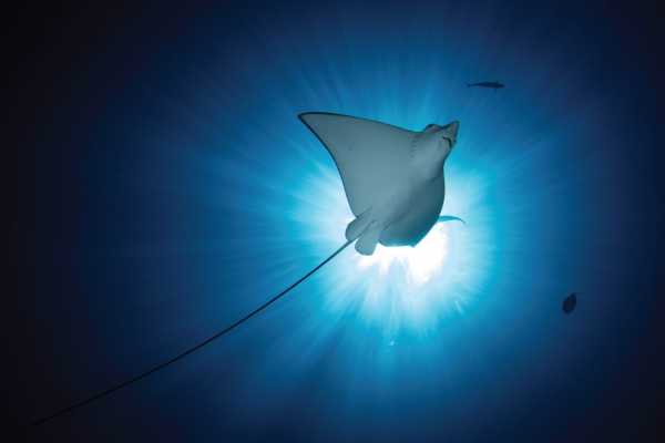 Дайвинг сафари Национальный Парк Комодо + Китовые акулы