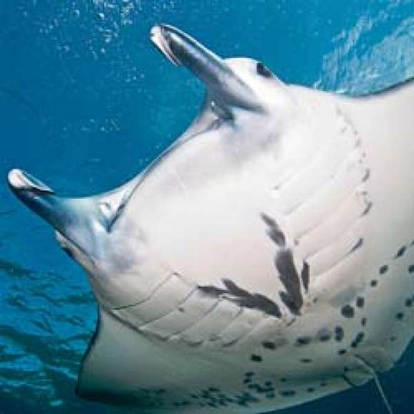 Дайвинг-сафари Удивительный Палау