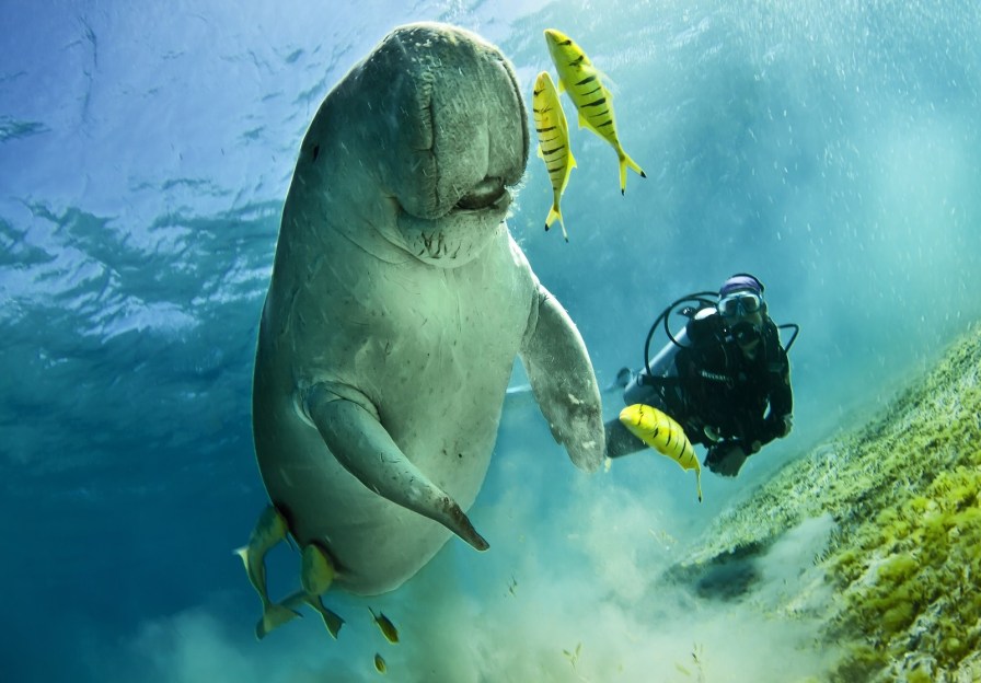 Архипелаг Vilanculos 527666440bigstock-dugong-aka-sea-cow-72651757.jpg