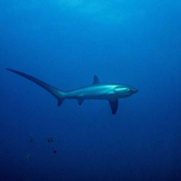 Большой круиз по островам Висайяс 10 ночей