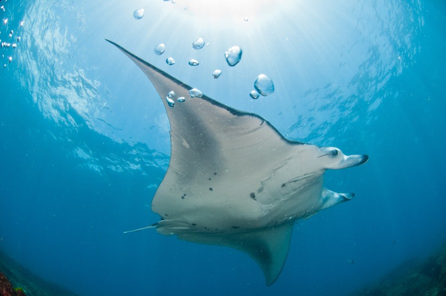 Zavora 1488937865bigstock-Soaring-manta-ray-19678721.jpg