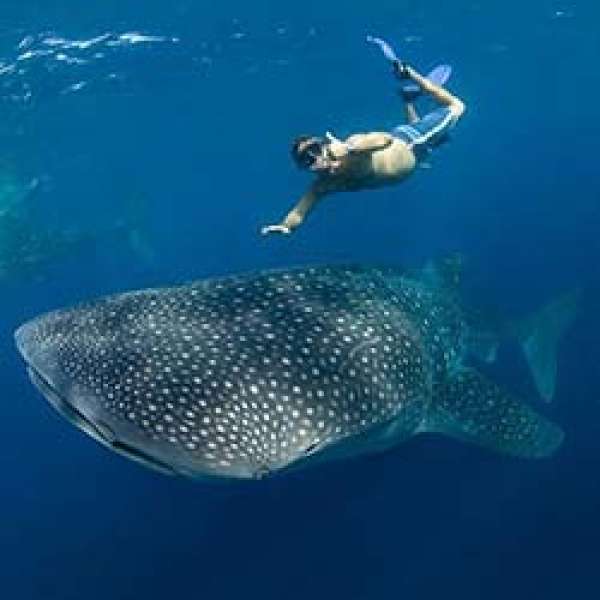 Сокорро - Мексиканские Галапагосы