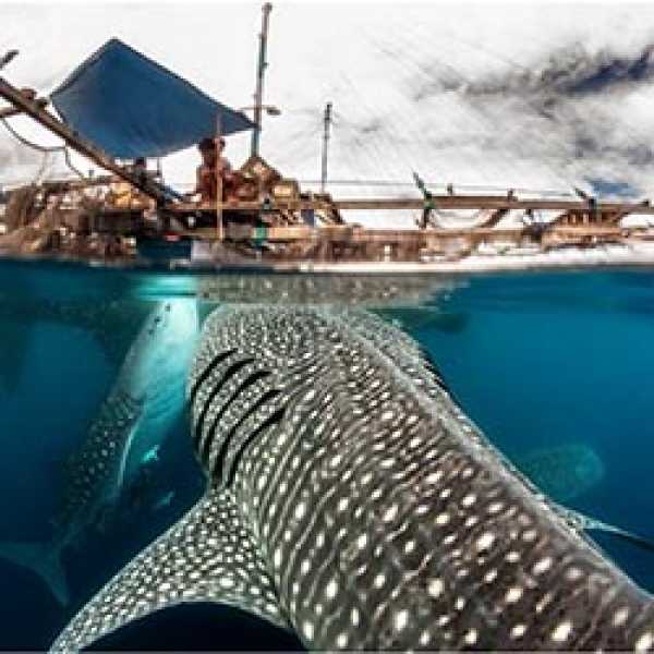 Дайвинг сафари Национальный Парк Комодо + Китовые акулы