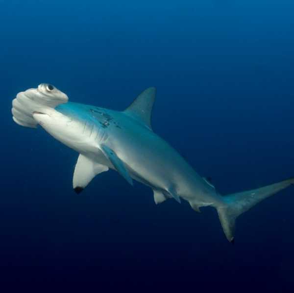 Дайвинг сафари: Туббатаха на лучшей яхте в регионе